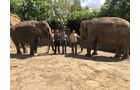 Spedition Normann transportiert Elefanten