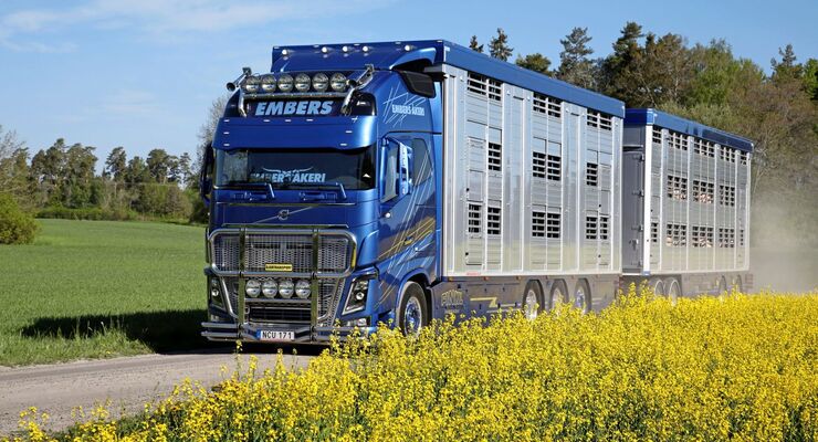 Supertruck Volvo FH lebend Viehtransport