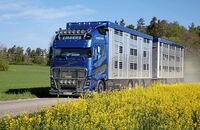 Supertruck Volvo FH lebend Viehtransport
